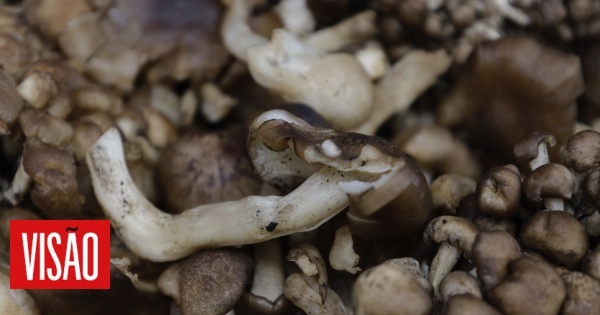 Le nombre de cas d’intoxications dues à la consommation de champignons augmente en France et il y a des explications