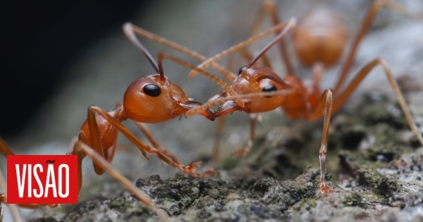 Perigo em miniatura: A formiga-de-fogo vermelha, uma das espécies invasoras mais difíceis de combater, já se fixou em Itália e pode espalhar-se pela Europa