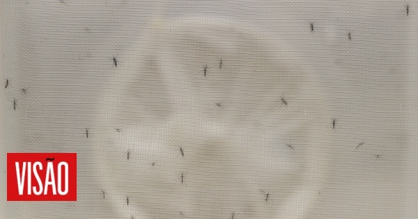 Mosquito de dengue e zika detetado em Lisboa, mas sem risco para saúde da população