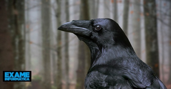 Investigadores provam que corvos usam inferência estatística