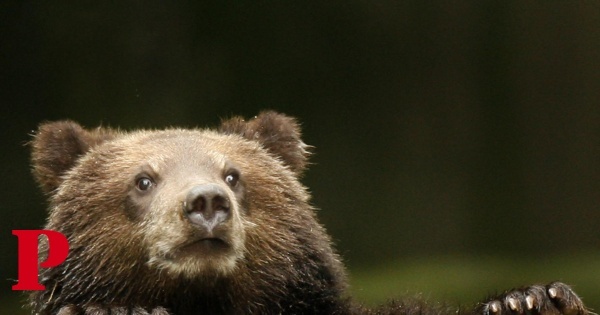 Casal morto em ataque de urso-pardo num parque no Canadá