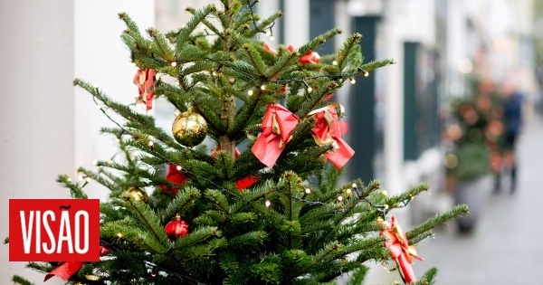 Pinheiro natural ou de plástico: Qual a árvore de Natal menos prejudicial para o ambiente? Depende