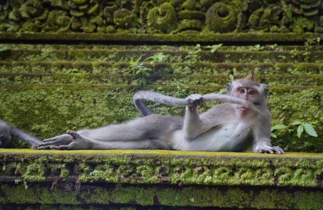 Concurso escolhe fotos de pet mais engraçadas do mundo