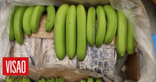 Uma das maiores apreensões de sempre: PJ encontra 4,5 toneladas de cocaína escondidas em cargas de bananas em armazéns na região de Lisboa