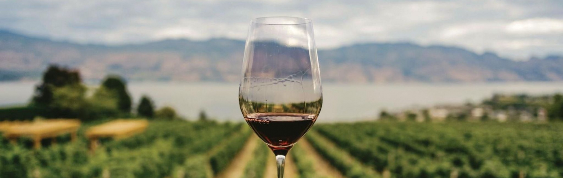 Visão 52 vinhos para 2024 Um por cada semana do ano