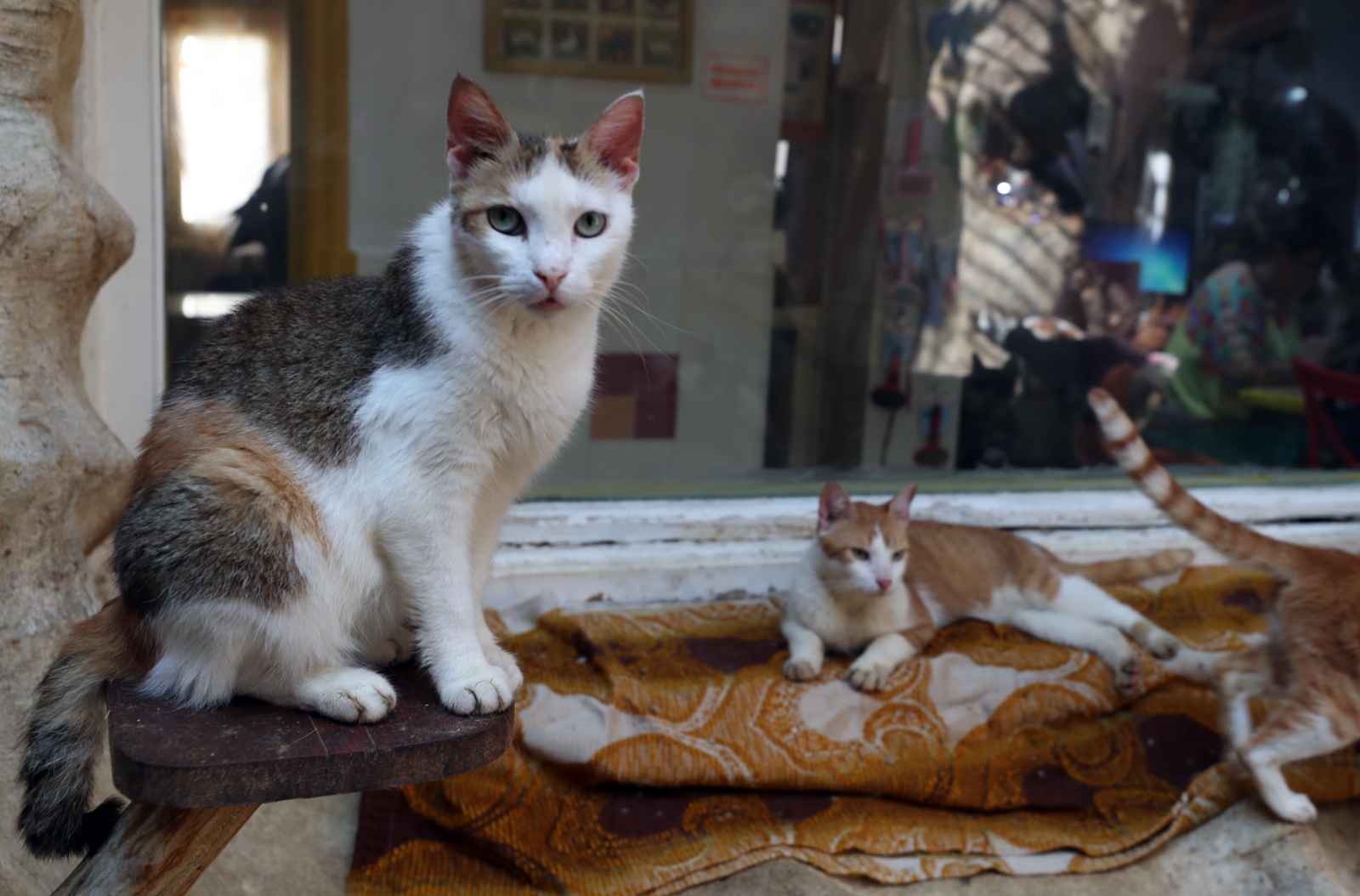 Meu pet morreu: Tenho direito a faltar no trabalho? Veja o que diz a lei