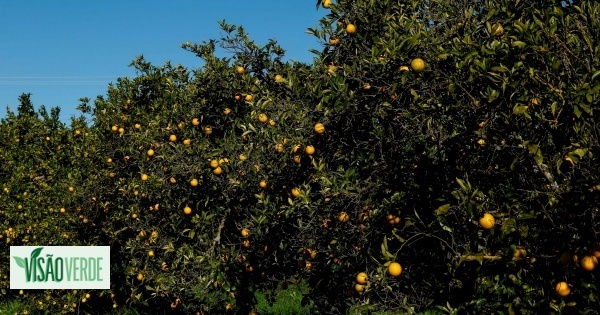 Produtores de laranja algarvios desesperados com falta de água pedem ajuda para salvar produção
