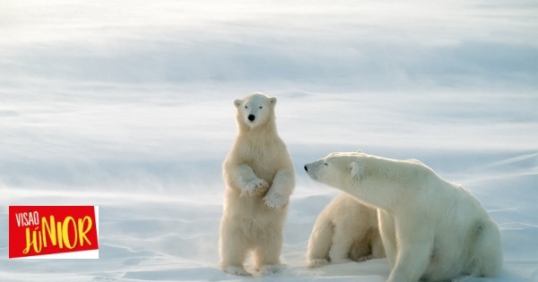 Urso polar: um animal único