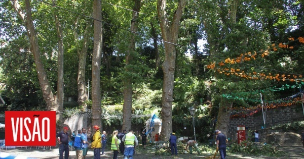 Acórdão no caso da queda da árvore na freguesia do Monte conhecido hoje no Tribunal da Madeira