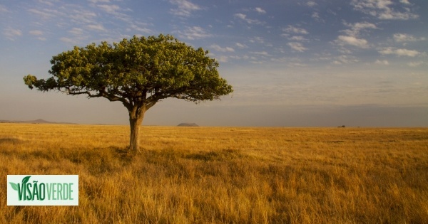 Estão a ser plantadas as árvores erradas em África - e isso ameaça os ecossistemas
