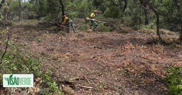 Quase mil freguesias identificadas como prioritárias para limpeza de florestas