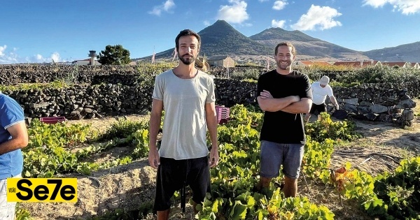 Vinhos de Porto Santo: Brancos atlânticos únicos que já dão bons frutos