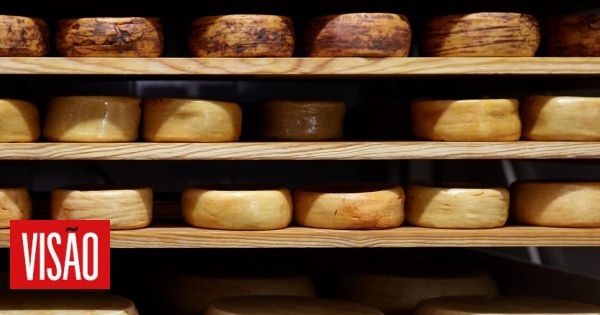 Consumo de queijo pode melhorar o foco, a atenção e até a capacidade de tomar decisões