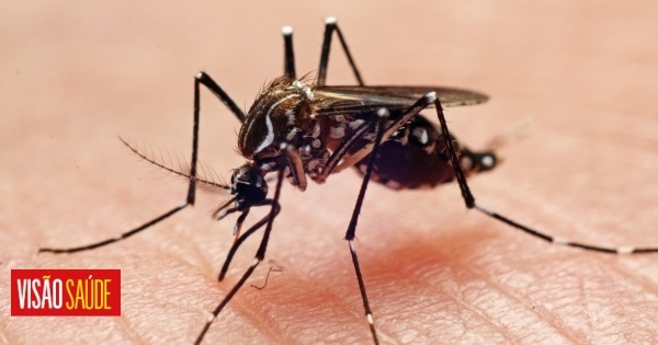 20% das mortes por anafilaxia devem-se a picadas de insetos