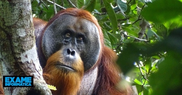 Inédito: Orangotango visto a criar uma pasta feita de plantas para curar ferida