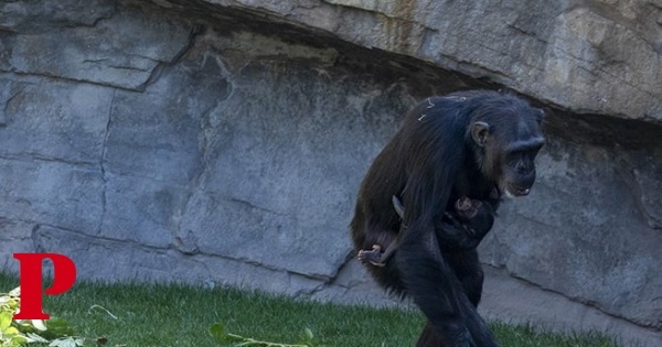 Chimpanzé que carrega ao colo cria morta há meses comove visitantes do zoo