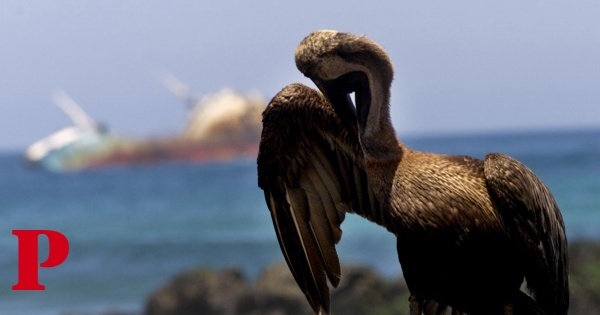 Há centenas de pelicanos doentes e encalhados na costa da Califórnia