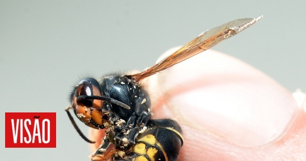 Como identificar as vespas asiáticas - uma espécie perigosa para abelhas e humanos