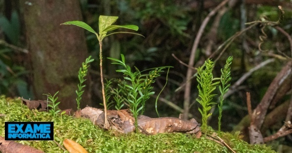 Conheça a planta rara que tem um ADN 50 vezes maior do que o de um humano