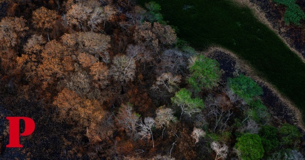 Incêndios no Pantanal brasileiro aumentaram 980% e prevê-se seca extrema