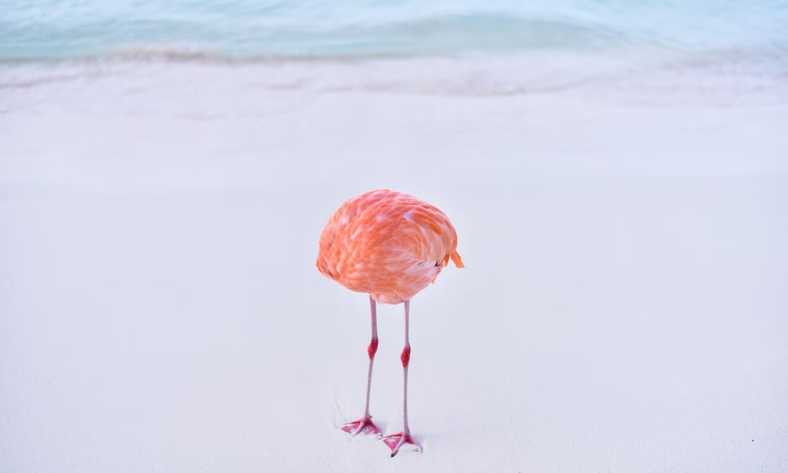 Flamingone