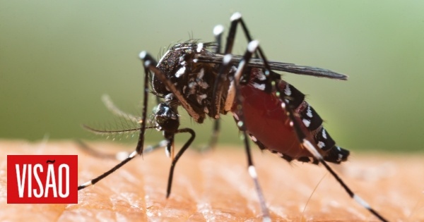Mosquitos: A grande invasão (a que Portugal não está imune)