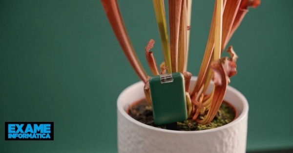 SmartyPlants: Este gadget torna (quase) impossível deixar morrer as plantas