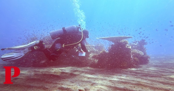 Branqueamento de corais devasta recifes de Bali com o aumento da temperatura do mar