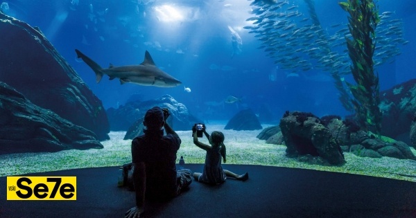 Os melhores aquários e fluviários para visitar em família neste verão