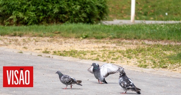 As aves urbanas podem ser portadoras de bactérias resistentes a antibióticos, sugere novo estudo