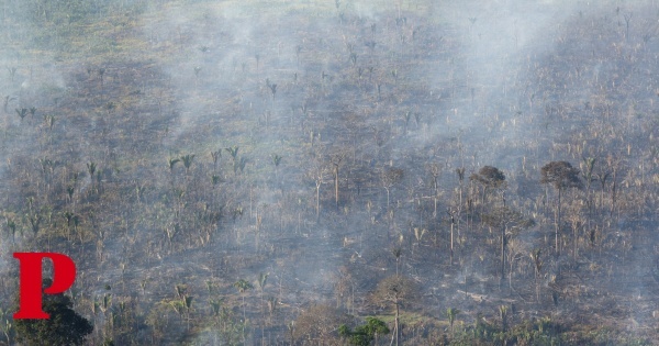 Amazónia: incêndios em Julho atingem o valor mais elevado das últimas duas décadas