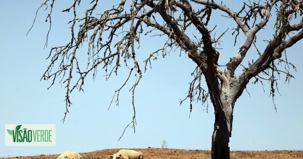 O tempo que nos espera amanhã, quando o calor extremo for um novo normal