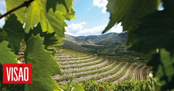 Vinho português à conquista do mundo sem ceder à crise 