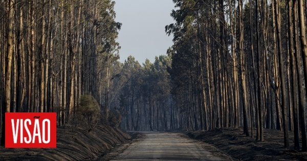 Incêndios: As imagens desoladoras e cinzentas do que ficou para trás