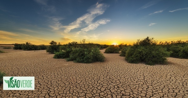 Como a capacidade de adaptação das plantas à seca espantou os cientistas