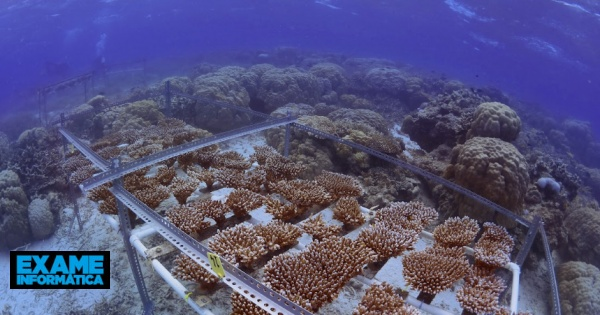 Cientistas cultivam coral mais resistente ao calor para sobreviver às alterações climáticas