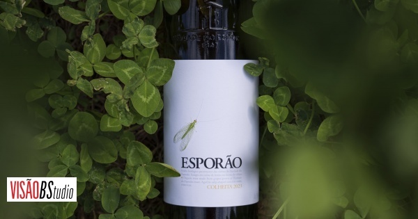 Respeitar o ritmo da natureza. É este o segredo de um vinho que traz equilíbrio