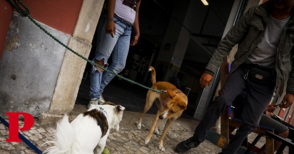 Lisboa: proposta de regulamento proíbe mais de dois animais por pessoa sem-abrigo