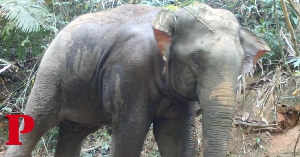 Um urso a coçar-se, um elefante a caminhar: câmaras revelam biodiversidade no Camboja