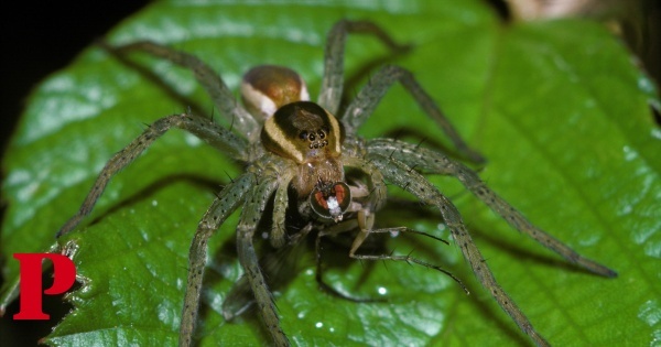 Uma das maiores espécies de aranhas da Europa libertada no Reino Unido