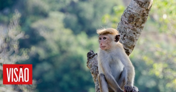 O universo acabaria antes de um macaco ser capaz de escrever uma obra de Shakespeare