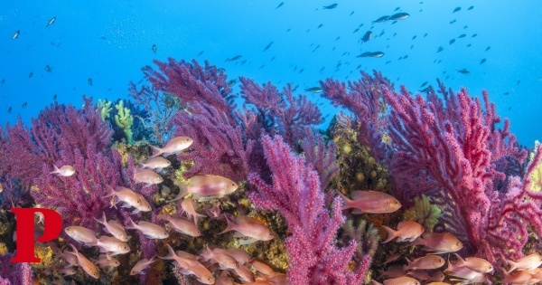 Corais podem não sobreviver às próximas ondas de calor no mar Mediterrâneo