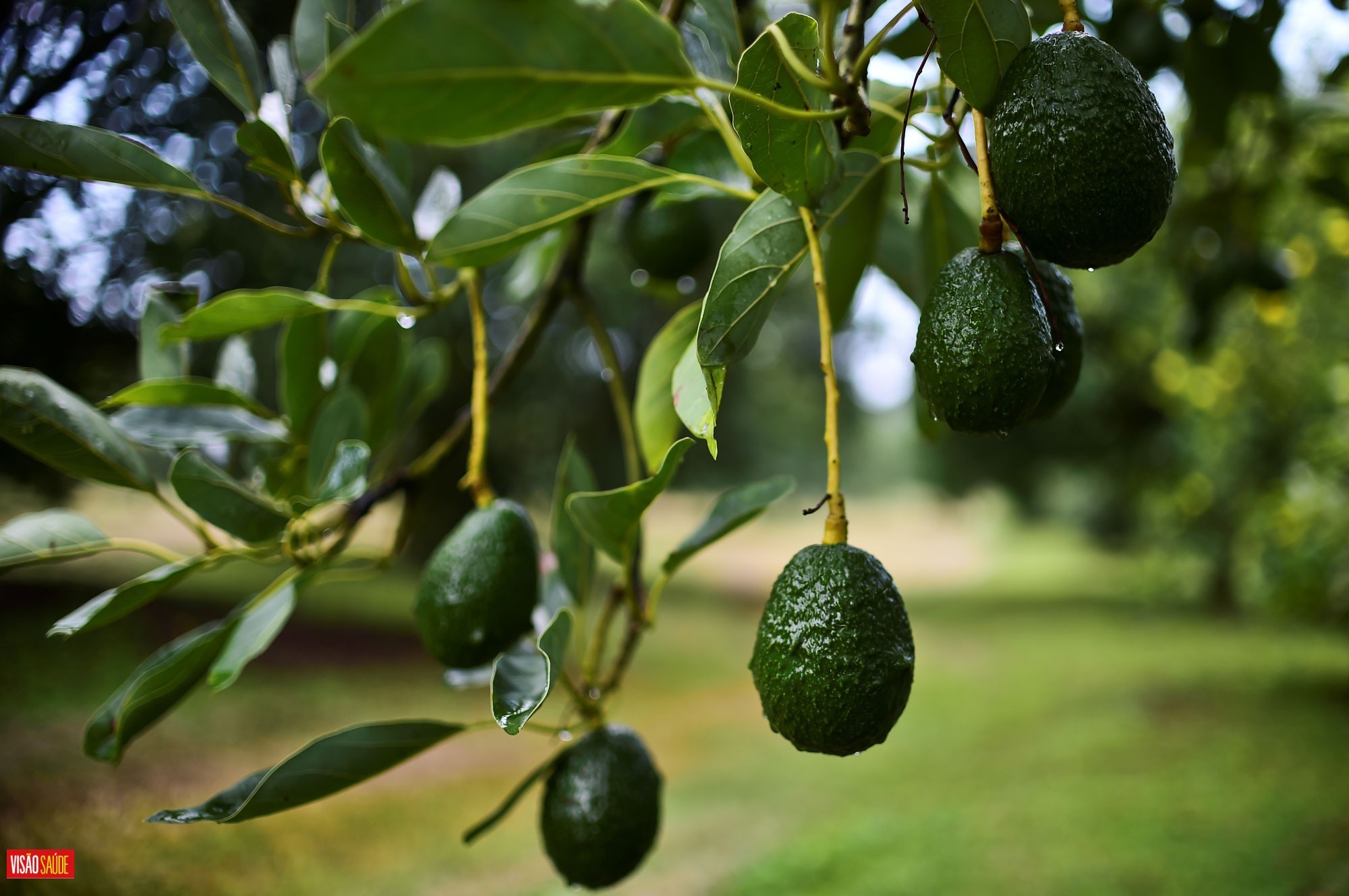 Abacate: os benefícios do alimento-estrela