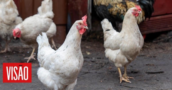 Há nove focos de gripe das aves em Portugal