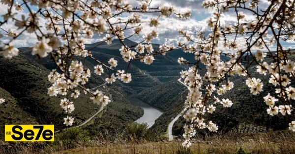 Ir de comboio ver as amendoeiras em flor, em Vila Nova de Foz Coa