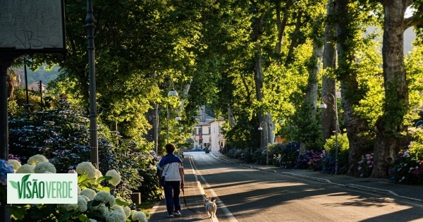 A Natureza Como Arquiteta do Futuro: Construindo Cidades Resilientes