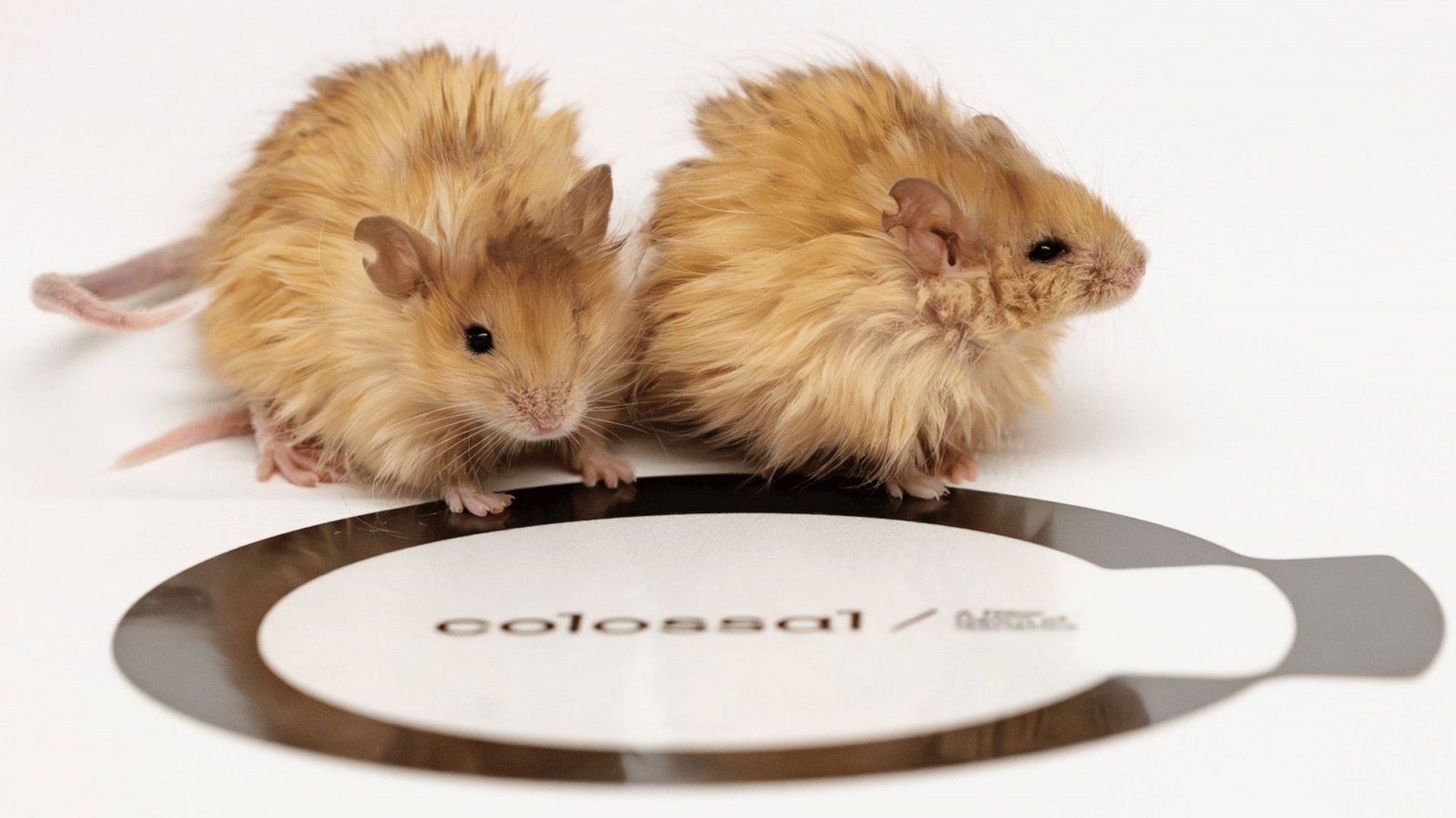 Rato lanoso | Colossal Biosciences