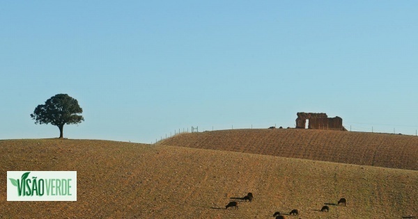 Clima: como o Alentejo Litoral se prepara para a “guerra”