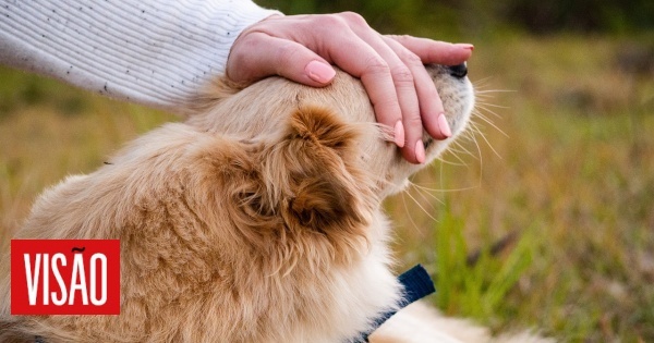Veterinária, a ciência que não anda de coleira