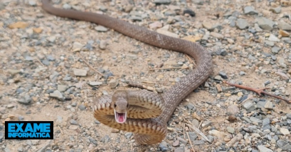 Injetado centenas de vezes com veneno de cobras para ajudar a criar cura